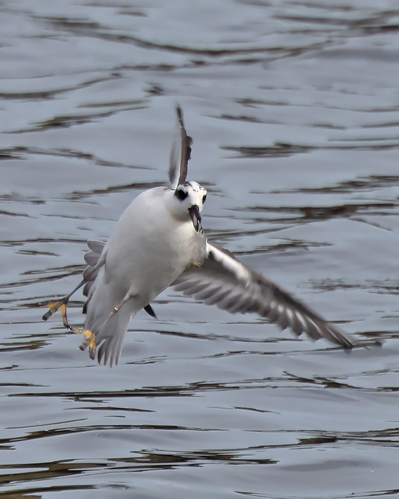 Grey phalarope